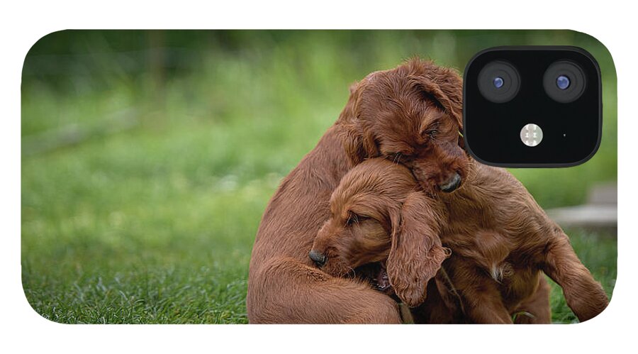 Setter iPhone 12 Case featuring the photograph Puppy Love by Robert Krajnc