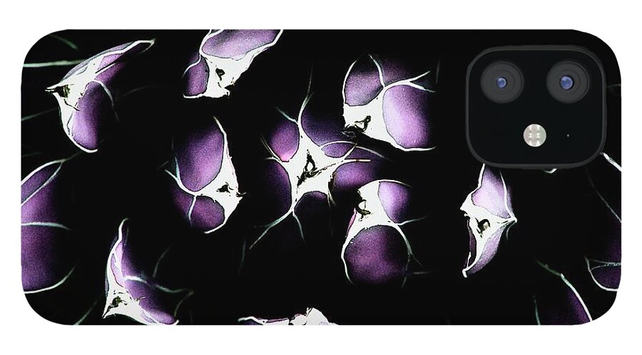 Agave Victoriae-reginae iPhone 12 Case featuring the photograph Purple Queen by Debra Sabeck