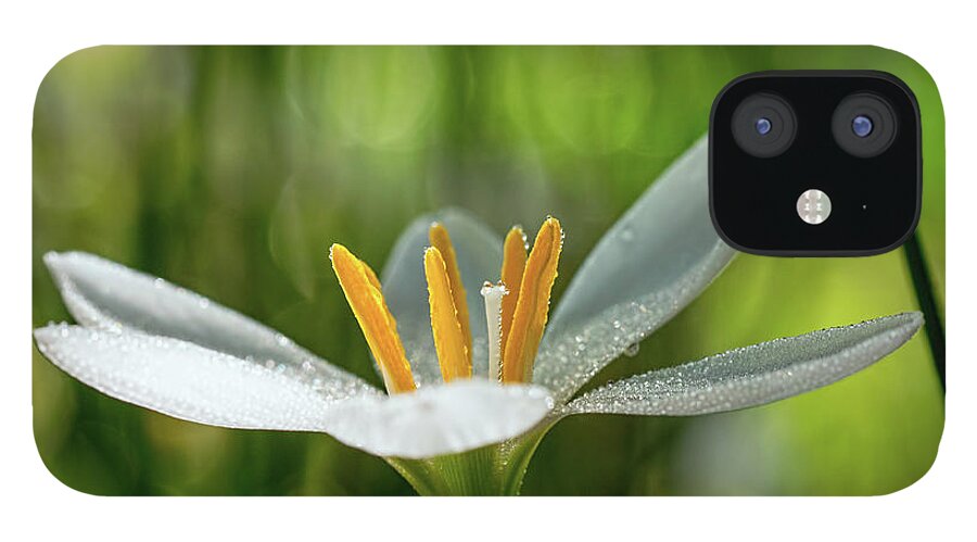 Flower iPhone 12 Case featuring the photograph Rain Lily Covered in Droplets by Brad Boland