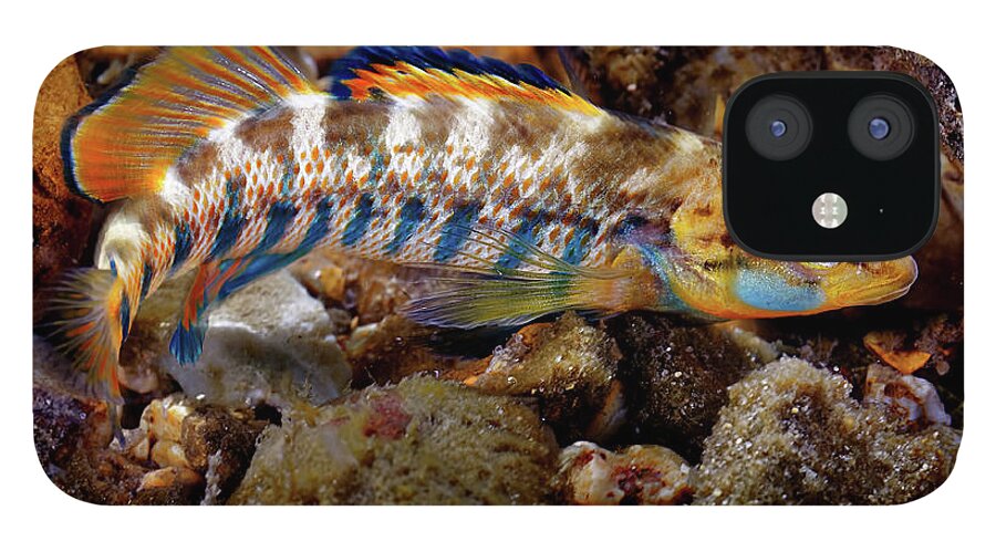 2016 iPhone 12 Case featuring the photograph Rainbow Darter by Robert Charity