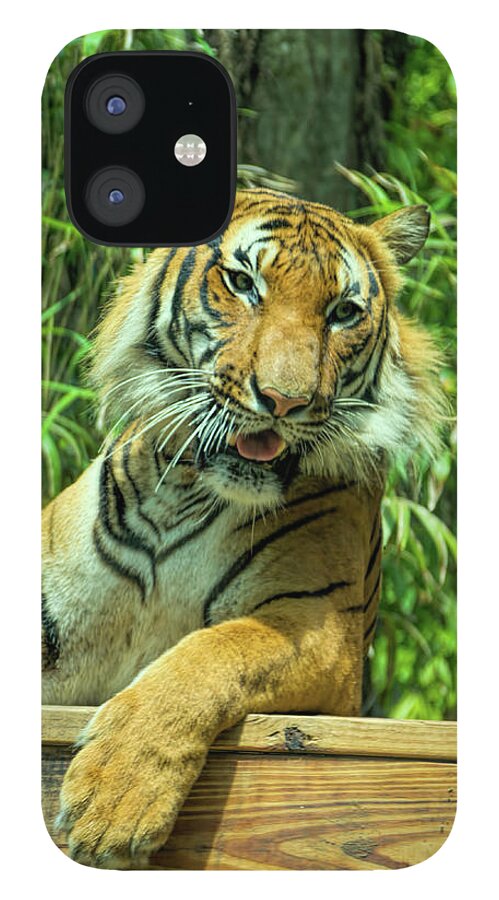 Tiger iPhone 12 Case featuring the photograph Reclining Tiger by Artful Imagery