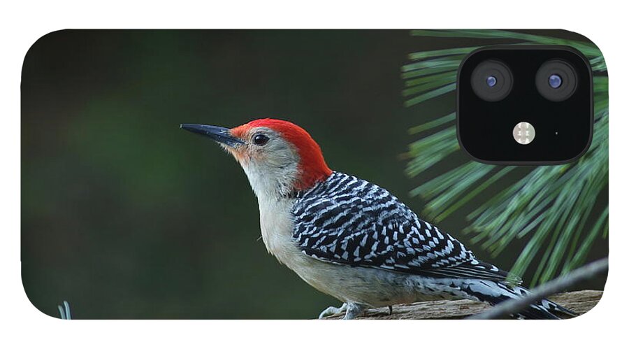 Bird iPhone 12 Case featuring the photograph Red-Bellied Woodpecker In The Pines by Daniel Reed