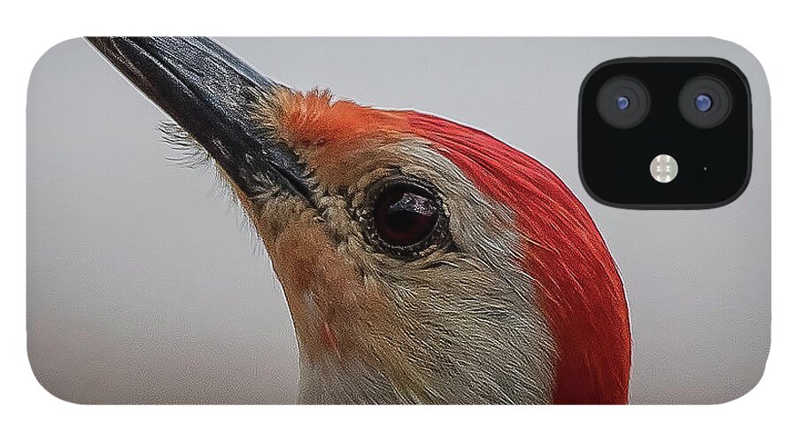 Birds iPhone 12 Case featuring the photograph Red-Bellied Woodpecker by Norman Peay