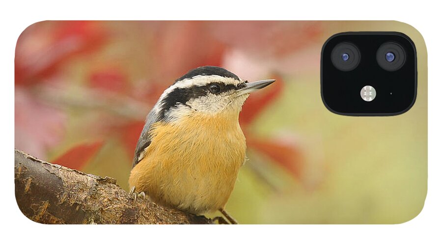 Red Breasted Nuthatch iPhone 12 Case featuring the photograph Red Breasted Nuthatch by Lara Ellis