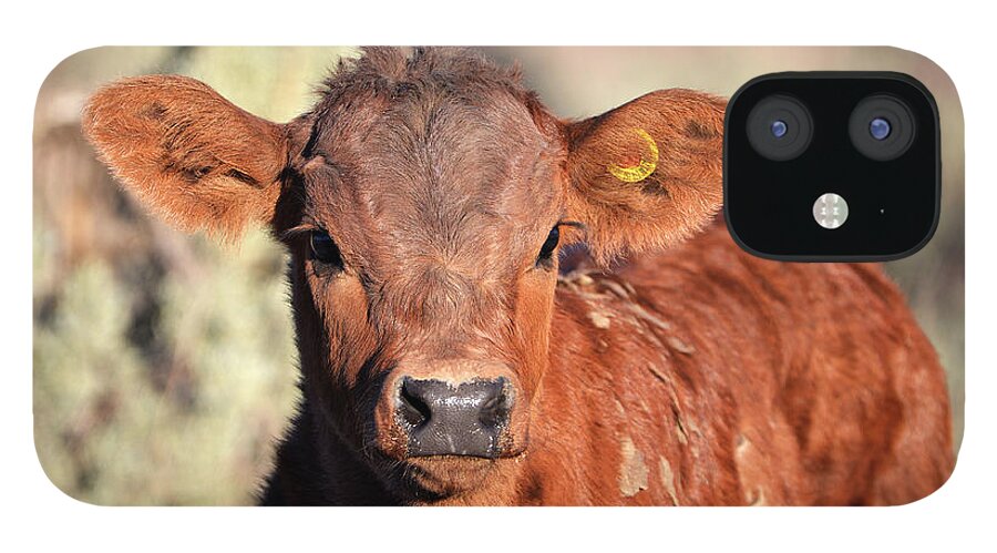 Denise Bruchman iPhone 12 Case featuring the photograph Red Calf by Denise Bruchman