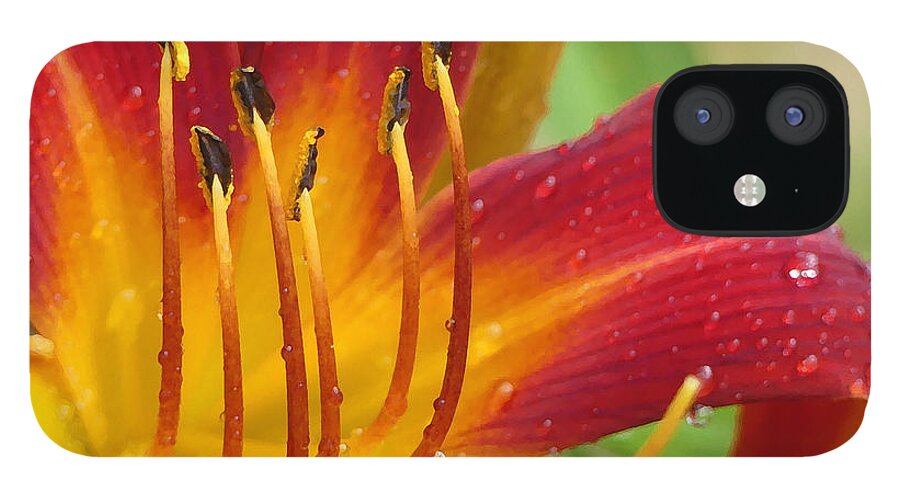 Daylily iPhone 12 Case featuring the photograph Red Daylily with Morning Dew by Amy Dundon