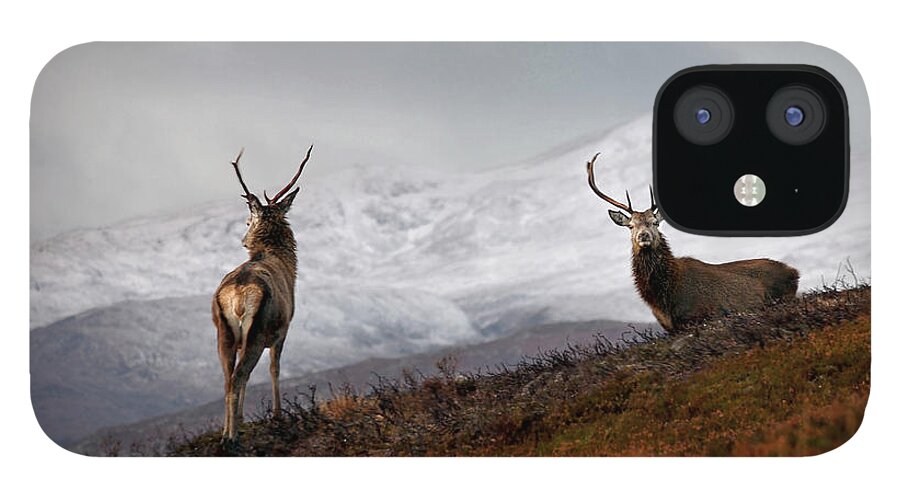 Red Deer Stags iPhone 12 Case featuring the photograph Red Deer Stags by Gavin MacRae