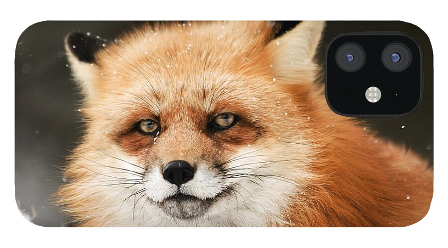 Fox iPhone 12 Case featuring the photograph Red Fox by Scott Read
