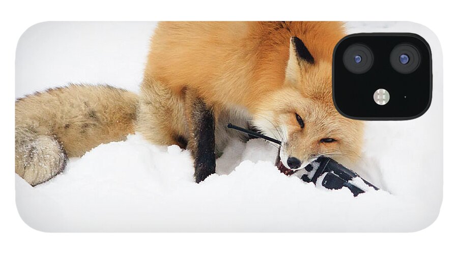Animal iPhone 12 Case featuring the photograph Red Fox to Base by Joni Eskridge