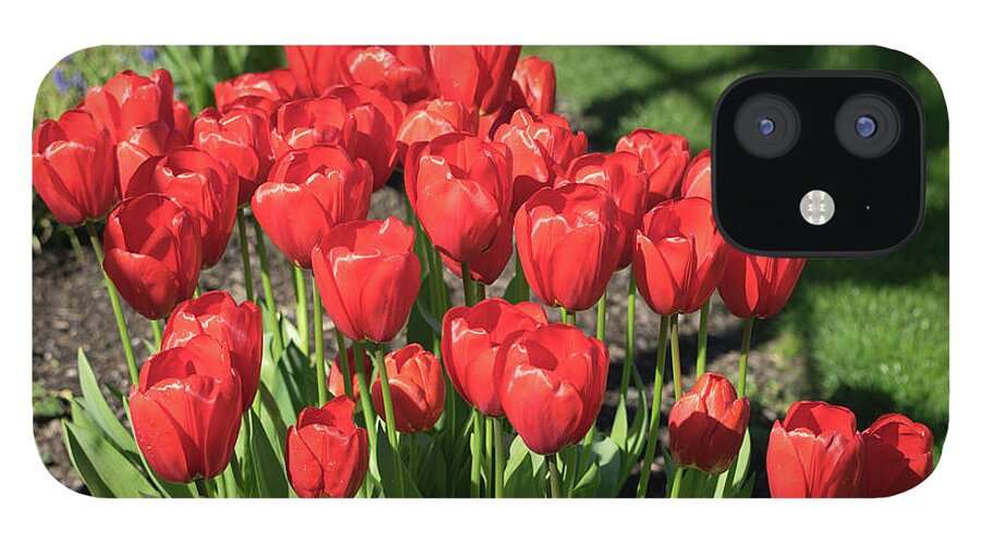 Red; Tulips; Springtime; Flowers; Bouquet; Skagit County; Spring; Farm; Fertile; Crops; Agriculture; Mt Vernon; Farmland; Plant; Grow; Cultivate; Harvest; Rural; Beauty; Washington; Skagit County iPhone 12 Case featuring the photograph Red Royalty by Tom Cochran