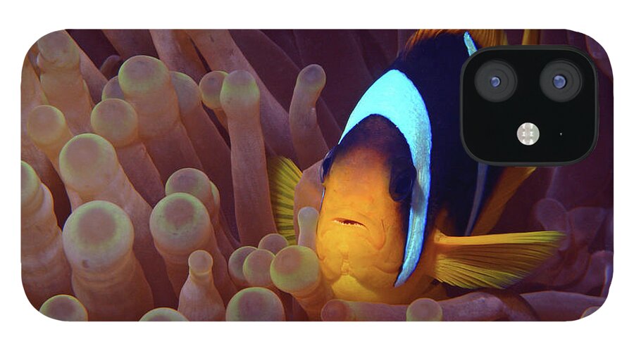Red Sea Clownfish iPhone 12 Case featuring the photograph Red Sea Clownfish, Eilat, Israel 9 by Pauline Walsh Jacobson