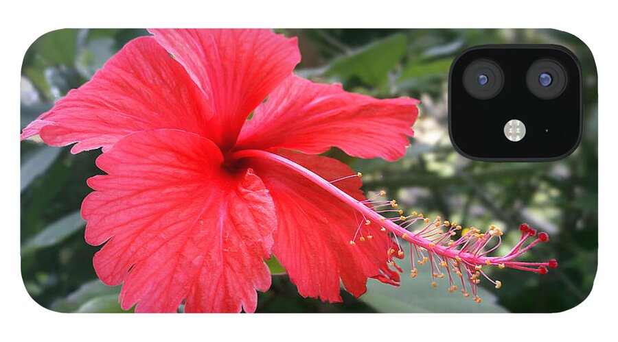 Hibiscus iPhone 12 Case featuring the photograph Red-Tailed Flower Portrait by Steven Robiner