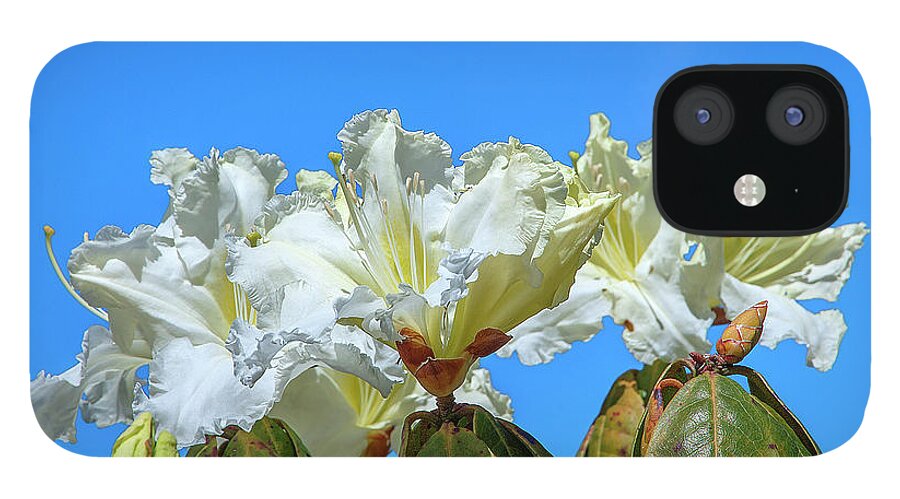 Nature iPhone 12 Case featuring the photograph Rhododendron ciliicalyx DTHN0213 by Gerry Gantt