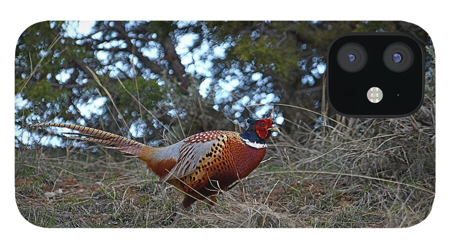 Pheasant iPhone 12 Case featuring the photograph Ring Necked Pheasant by David Armstrong
