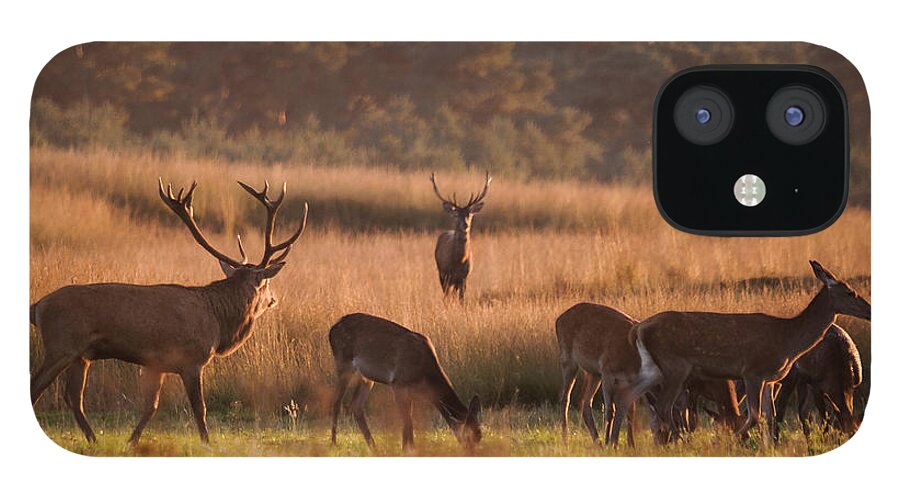 Rivals iPhone 12 Case featuring the photograph Rivals by Niklas Banowski Wildlifephoto