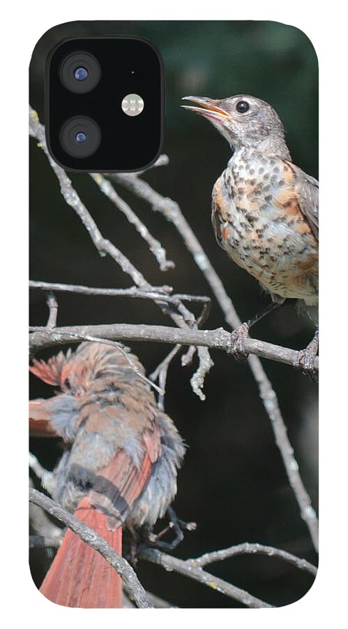 American Robin iPhone 12 Case featuring the photograph Robin and Cardinal 2664 by John Moyer
