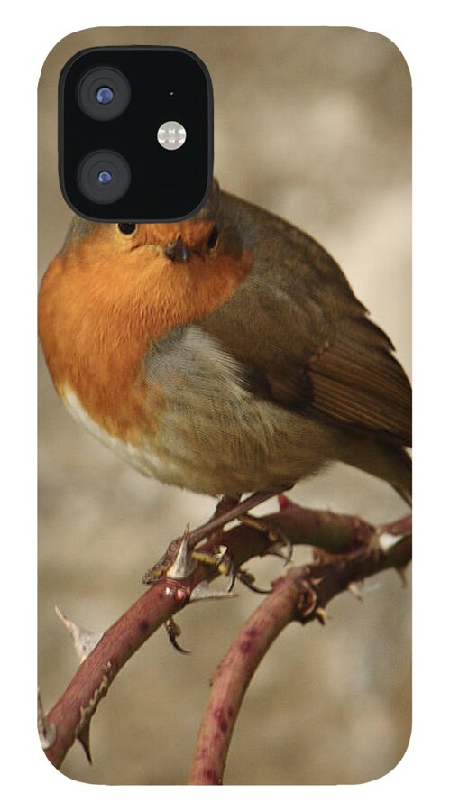 Bird iPhone 12 Case featuring the photograph Robin On Thorny Stem by Adrian Wale