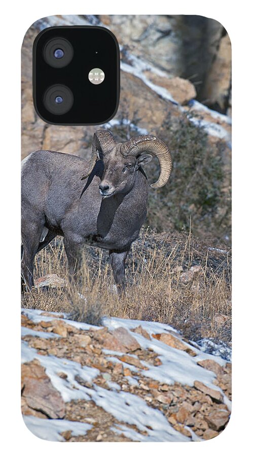 Rocky Mountain Big Horn Ram iPhone 12 Case featuring the photograph Rocky Mountain Big Horn Ram by Gary Langley
