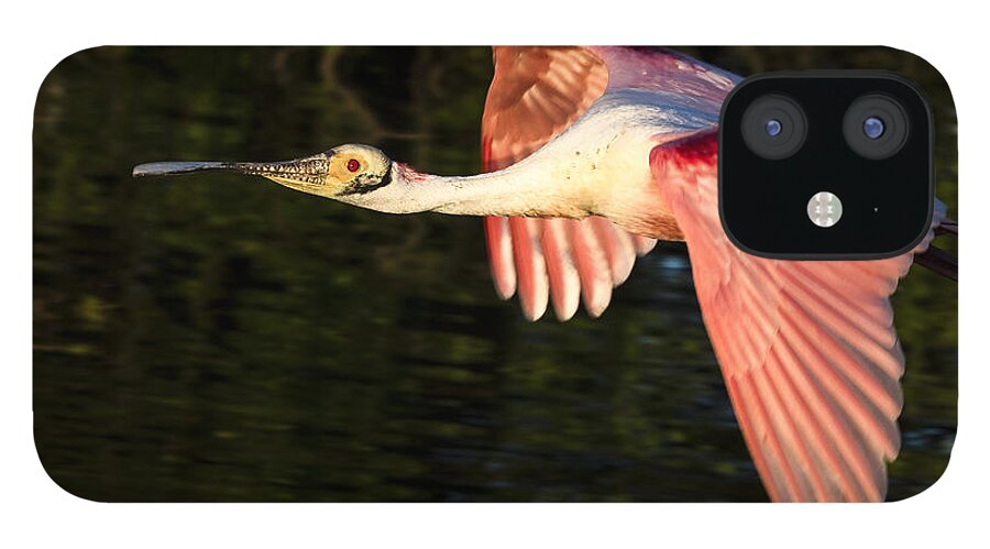 Roseate iPhone 12 Case featuring the photograph Roseate Spoonbill Flight by Jim Miller