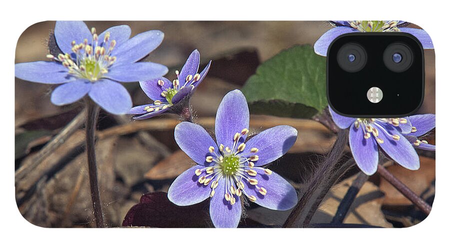 Flower iPhone 12 Case featuring the photograph Round-lobed Hepatica DSPF116 by Gerry Gantt