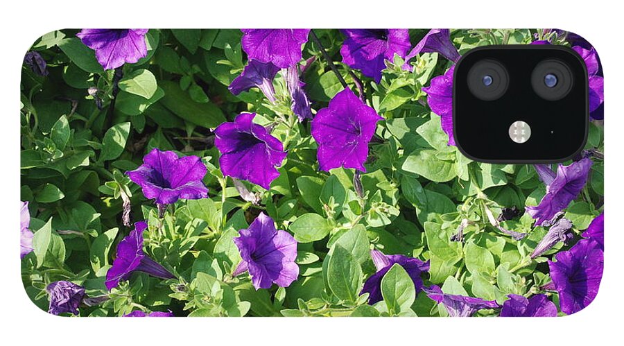 Violet; Purple; Flowers; Plants; Gardening; Garden; Green; Leaves; Groups; Bundles; Purple Bell Flowers; Bell Flowers; Violet Bell Flowers; Violet Flowers; Seasonal; Beauty; Lifestyle; Summer iPhone 12 Case featuring the photograph Royalty Bells by Ee Photography