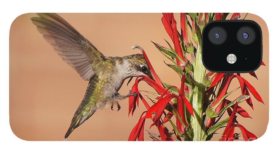 20150720-15568_v1-hbird iPhone 12 Case featuring the photograph Ruby-Throated Hummingbird Dining on Cardinal Flower by Robert E Alter Reflections of Infinity