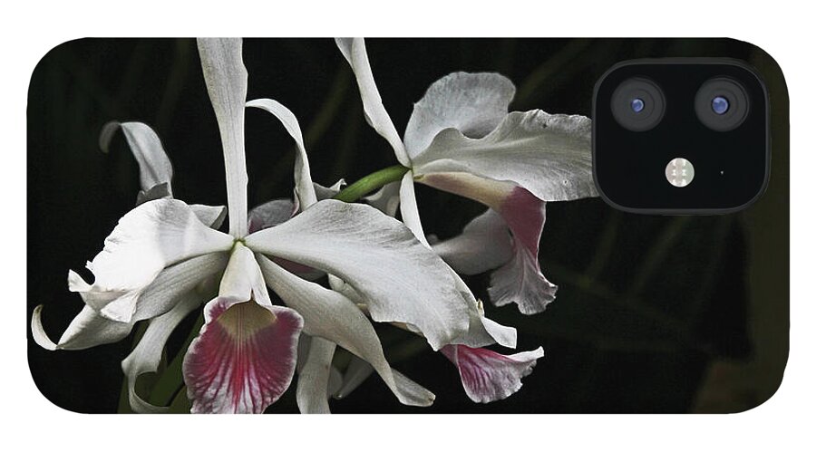 Flower iPhone 12 Case featuring the photograph Ruby Throated White Orchid by David Frederick