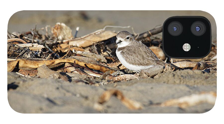 Animals iPhone 12 Case featuring the photograph Sandy Beak -- Snowy Plover on the Beach in Morro Bay, California by Darin Volpe