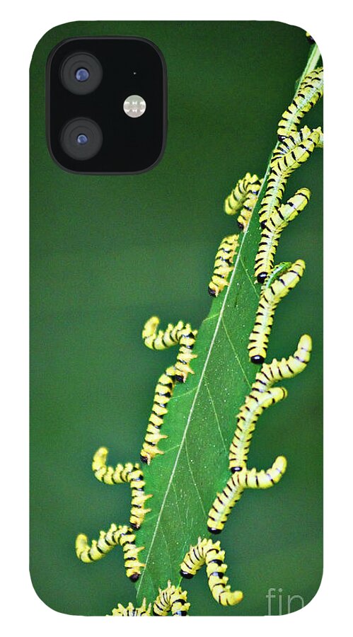 Sawflies iPhone 12 Case featuring the photograph Sawflies by Randy Bodkins