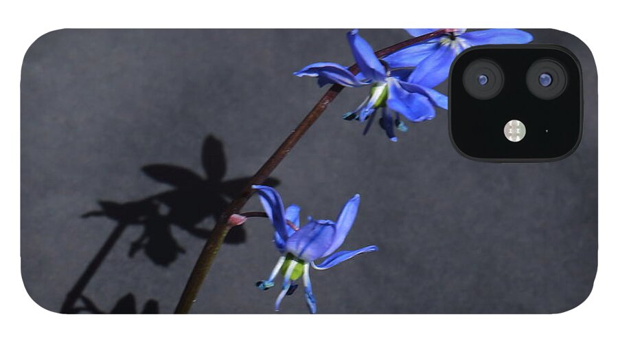 Flowers iPhone 12 Case featuring the photograph Scilla Shadow on a Black Background by Jeff Townsend