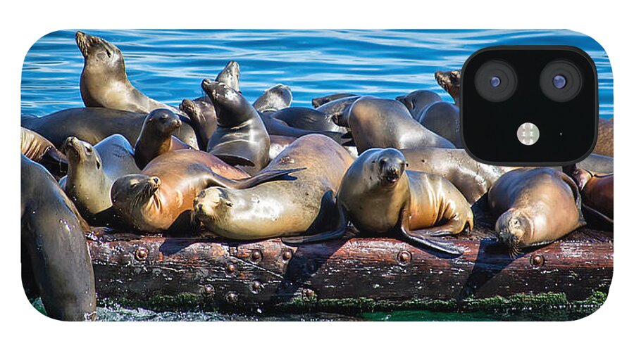 Seals iPhone 12 Case featuring the photograph Sealions on a Floating Dock Another View by Anthony Murphy