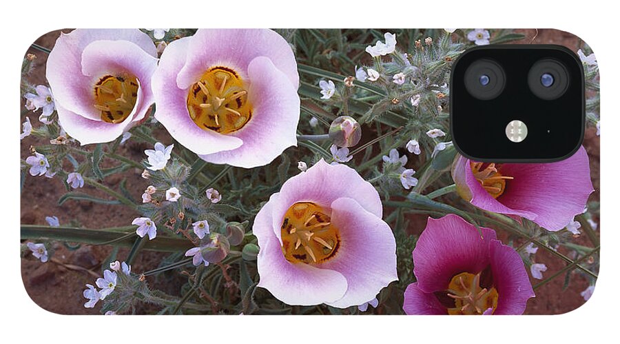 00173992 iPhone 12 Case featuring the photograph Sego Lily Group State Flower Of Utah by Tim Fitzharris