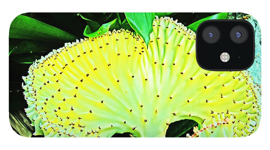  iPhone 12 Case featuring the photograph Shark Mouth flower in yellows and greens by David Frederick