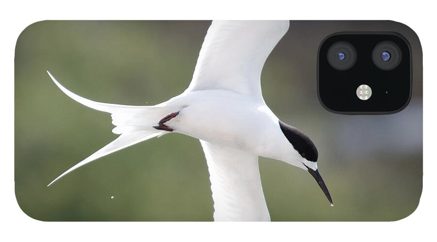 Darin Volpe Animals iPhone 12 Case featuring the photograph Sharp Left Tern -- White-Fronted Tern in Port Chalmers, New Zealand by Darin Volpe