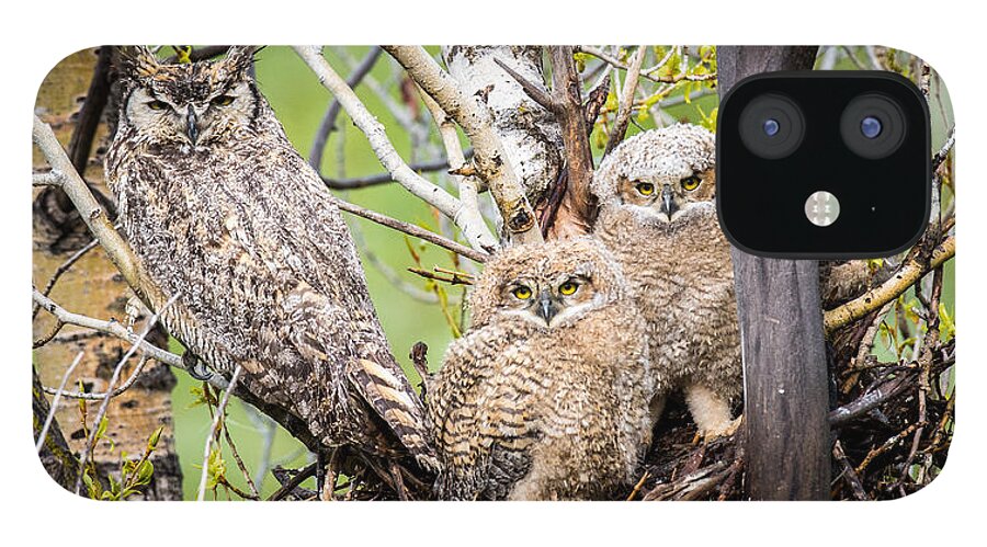 Owl iPhone 12 Case featuring the photograph Shelter from the Storm by Kevin Dietrich