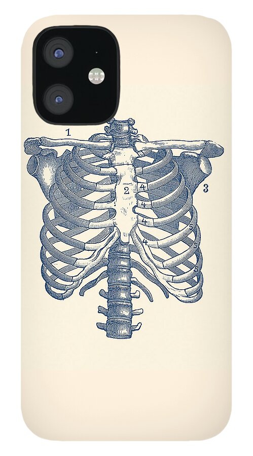 Rib Cage iPhone 12 Case featuring the drawing Shoulder and Rib Cage Diagram - Vintage Anatomy Poster by Vintage Anatomy Prints