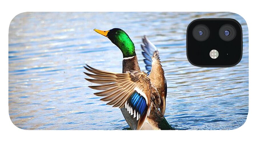 Mallard iPhone 12 Case featuring the photograph Showing Off by Cindy Schneider