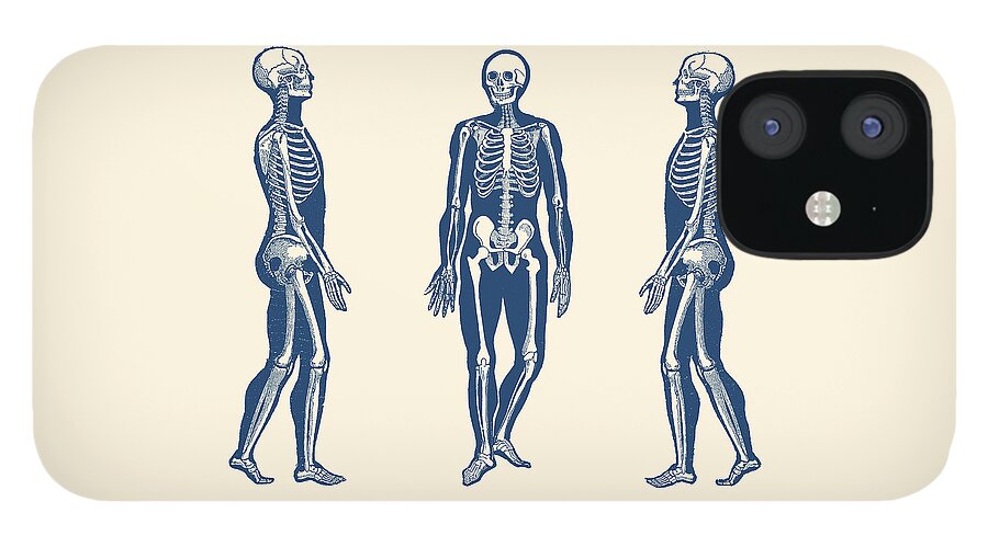 Skeleton iPhone 12 Case featuring the drawing Side View Skeleton - Vintage Anatomy Print by Vintage Anatomy Prints