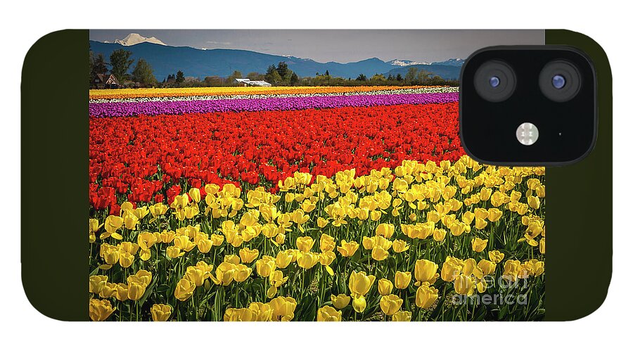 Tulips iPhone 12 Case featuring the photograph Skagit Valley Tulips by Sal Ahmed