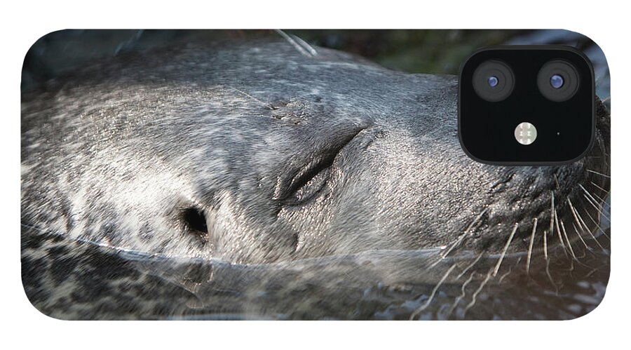 Sea iPhone 12 Case featuring the photograph Sleeping Sea Lion by Jason Hughes