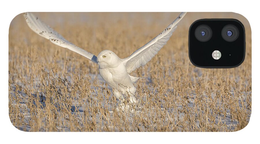 Snowy Owl (bubo Scandiacus) iPhone 12 Case featuring the photograph Snowy Owl 2016-1 by Thomas Young