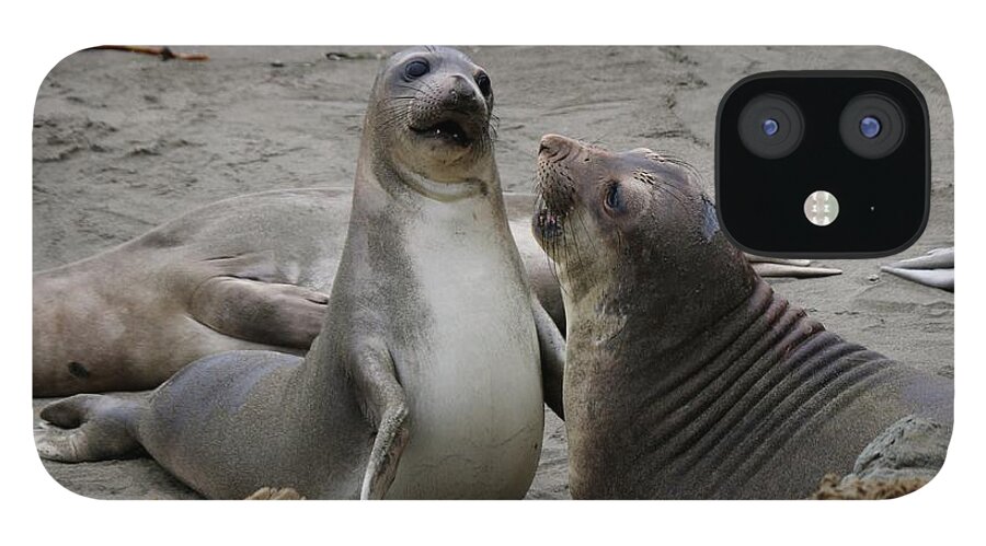 Elephant Seal iPhone 12 Case featuring the photograph Sparring Seals by Christy Pooschke