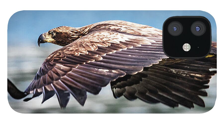 Bird iPhone 12 Case featuring the photograph Speeding by Bruce Bonnett