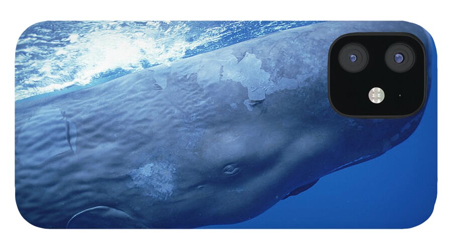 00113458 iPhone 12 Case featuring the photograph Sperm Whale Underwater Portrait by Flip Nicklin