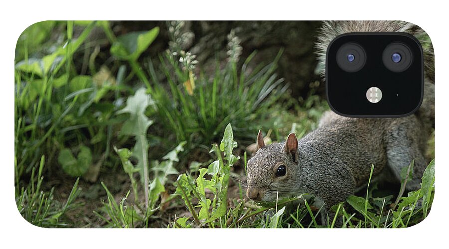 Ef70-200mm F/2.8 Is Usm iPhone 12 Case featuring the photograph Squirrel by Agnes Caruso
