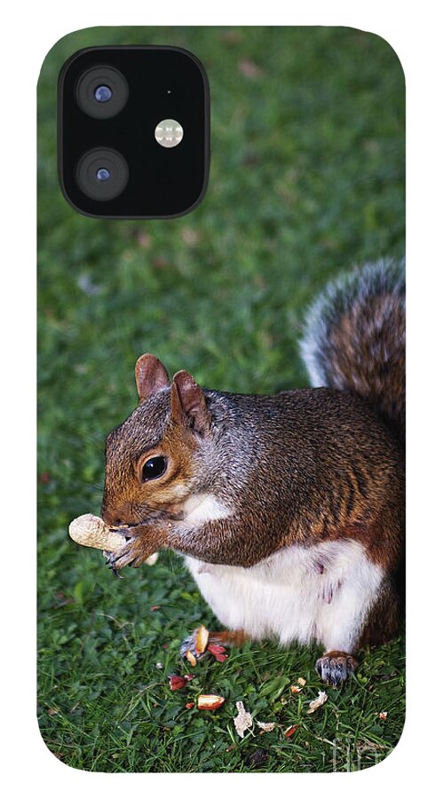 Squirrel iPhone 12 Case featuring the photograph Squirrel eating by Agusti Pardo Rossello