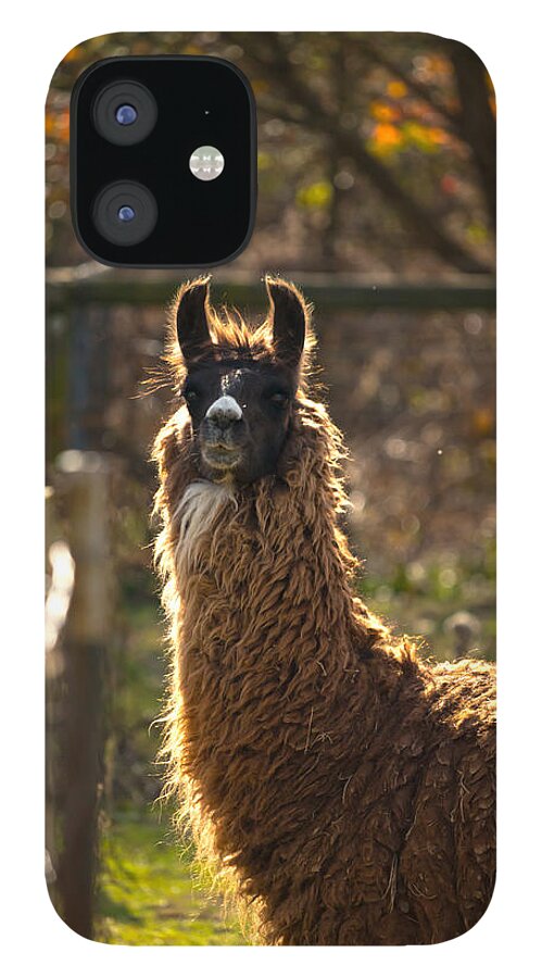 Acres iPhone 12 Case featuring the photograph Staring Llama by Travis Rogers