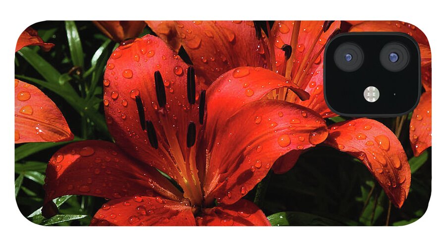 Lily iPhone 12 Case featuring the digital art Stars of the Garden by Ed Stines