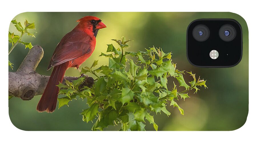 Terry Deluco iPhone 12 Case featuring the photograph Summer Cardinal New Jersey by Terry DeLuco