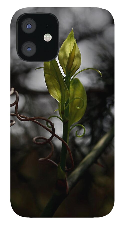Leaf iPhone 12 Case featuring the photograph Sun Kissed Leaves by Karen Harrison Brown